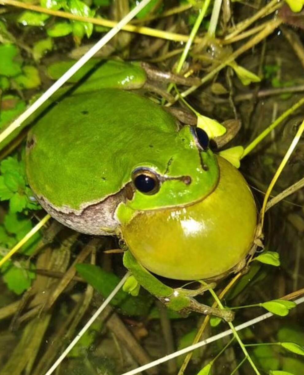 Laubfrosch im Wasserschloss