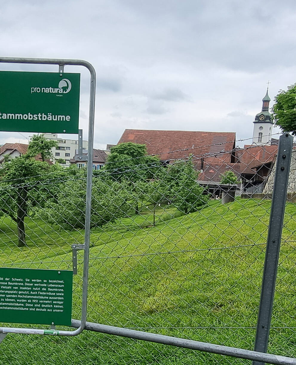 Fenster zu Hochstammobstbäume