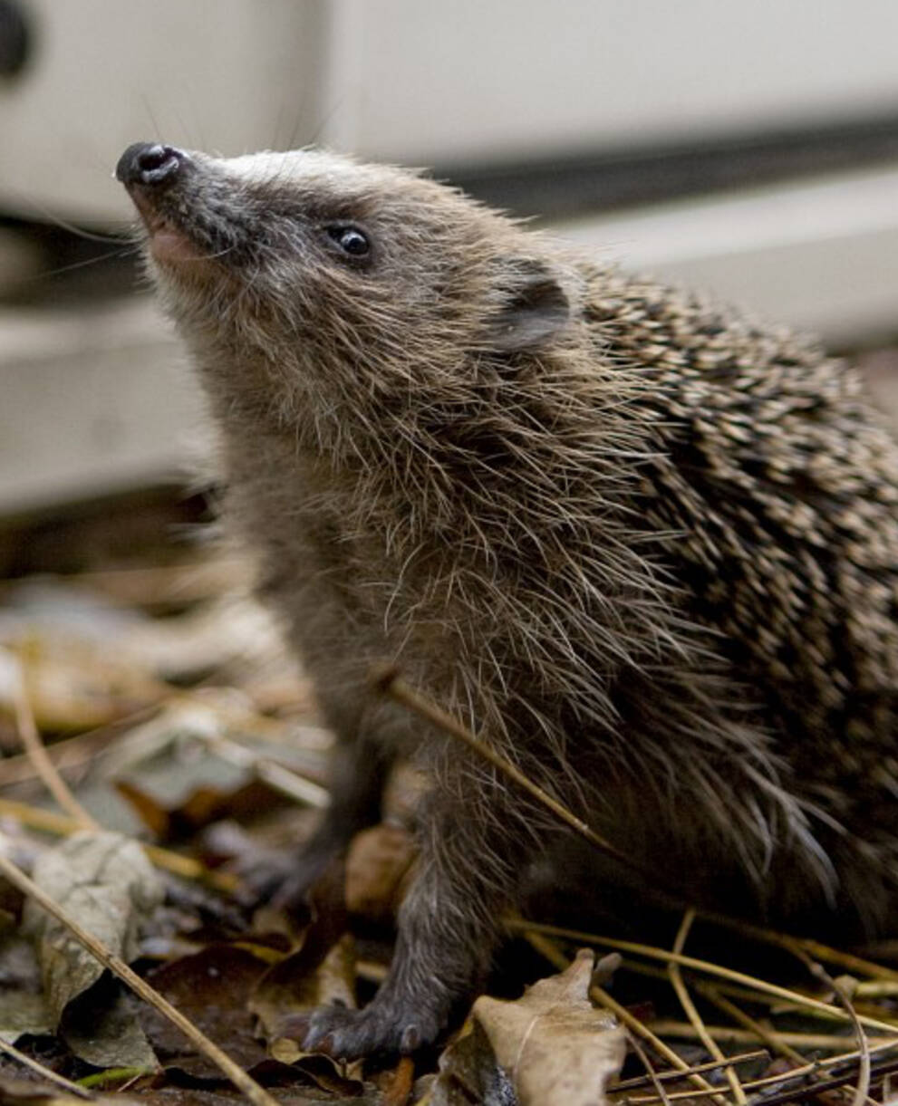 Igel