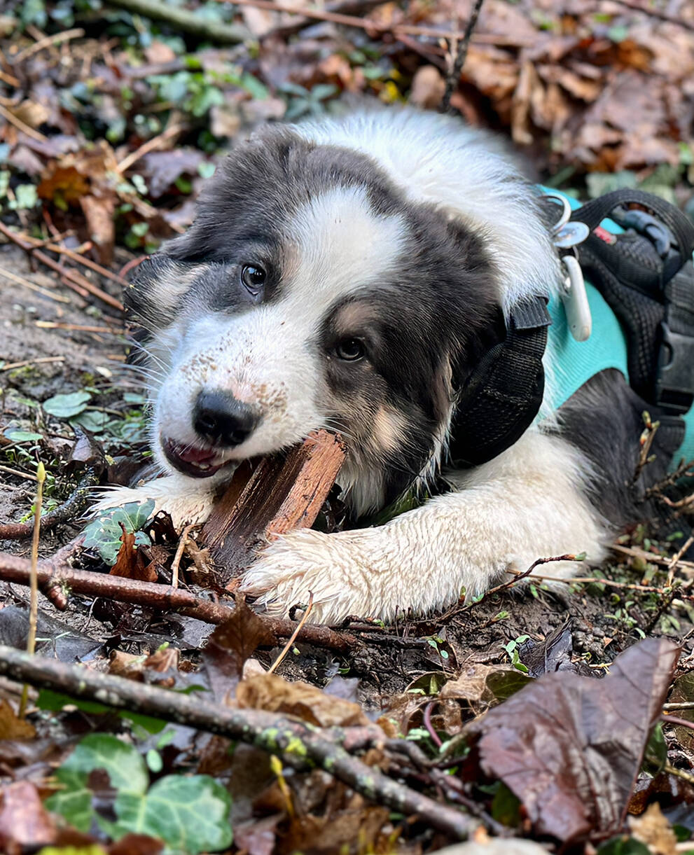 Junger Border Collie