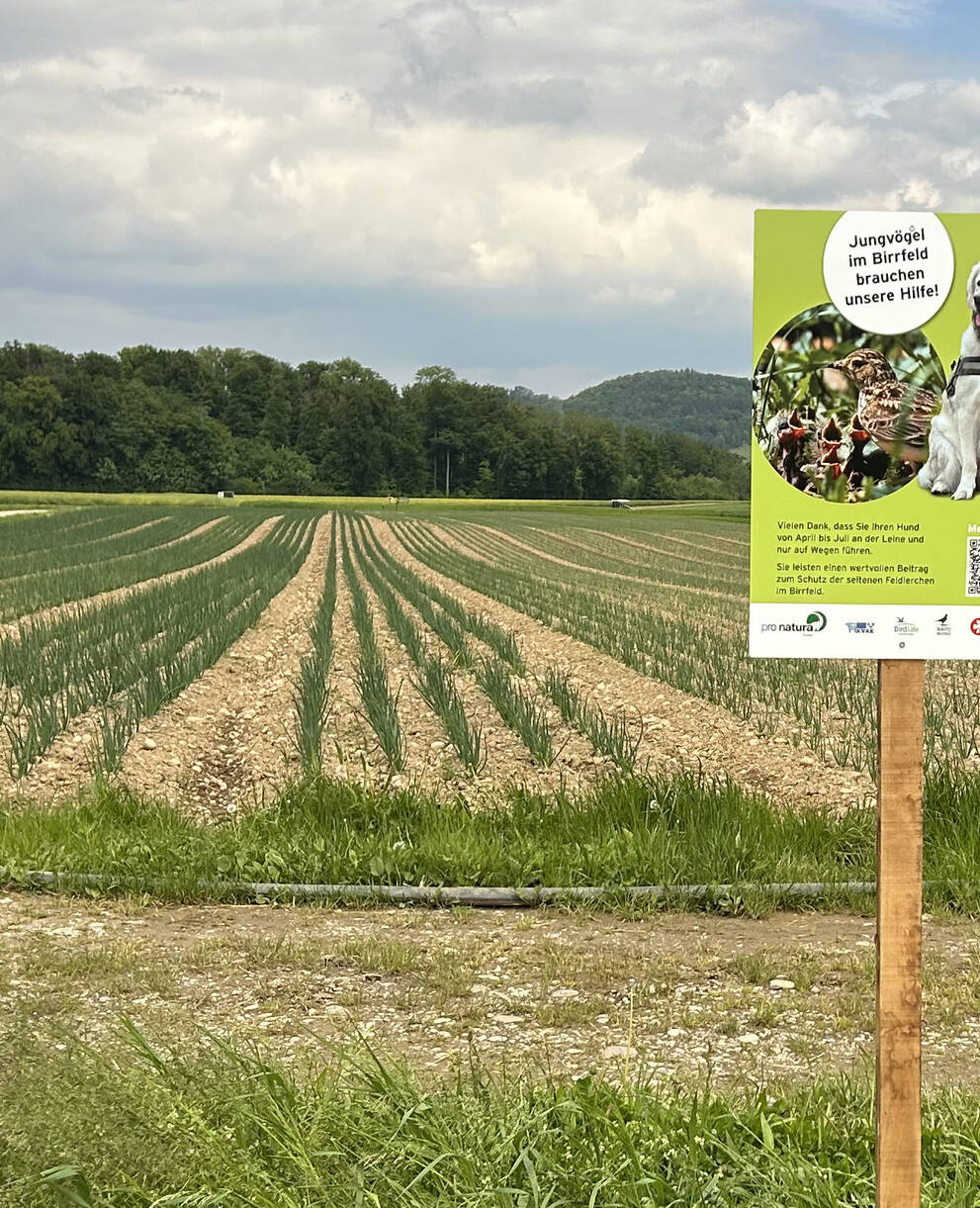 Informationstafel Hundeleinenempfehlung Birrfeld