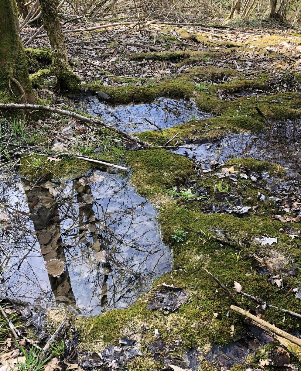 Natürliche Quell-Lebensräume sind selten geworden