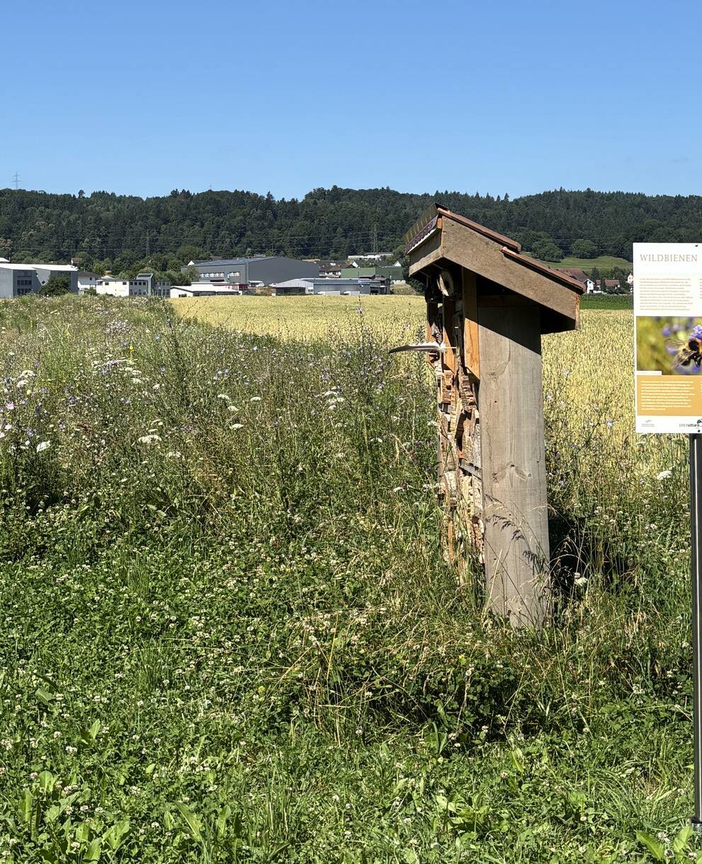Biodiversitätslehrpfad Gnadenthal, Tafel Wildbienen, Bruntbrache