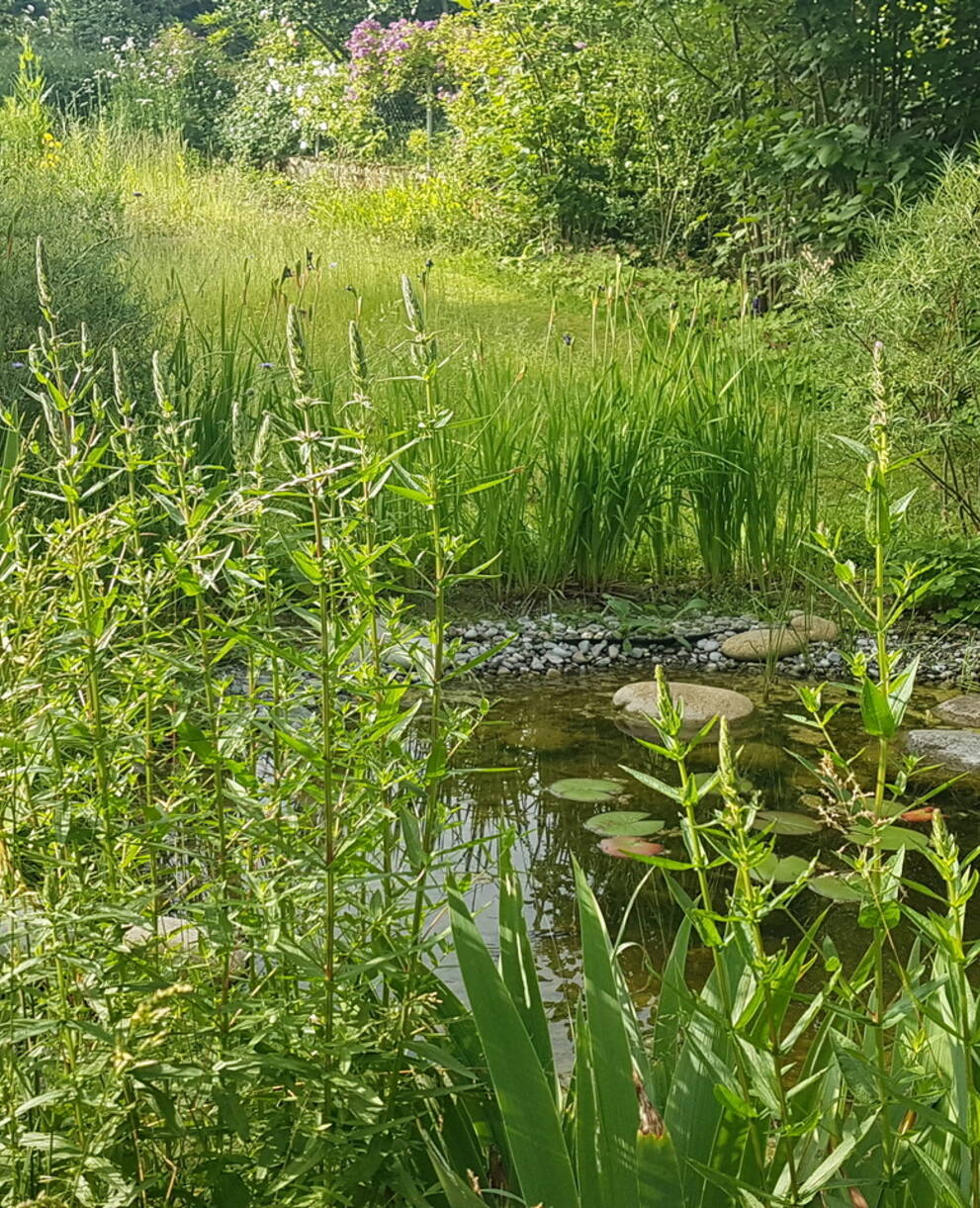 Ökologische Infrastruktur, Naturgarten