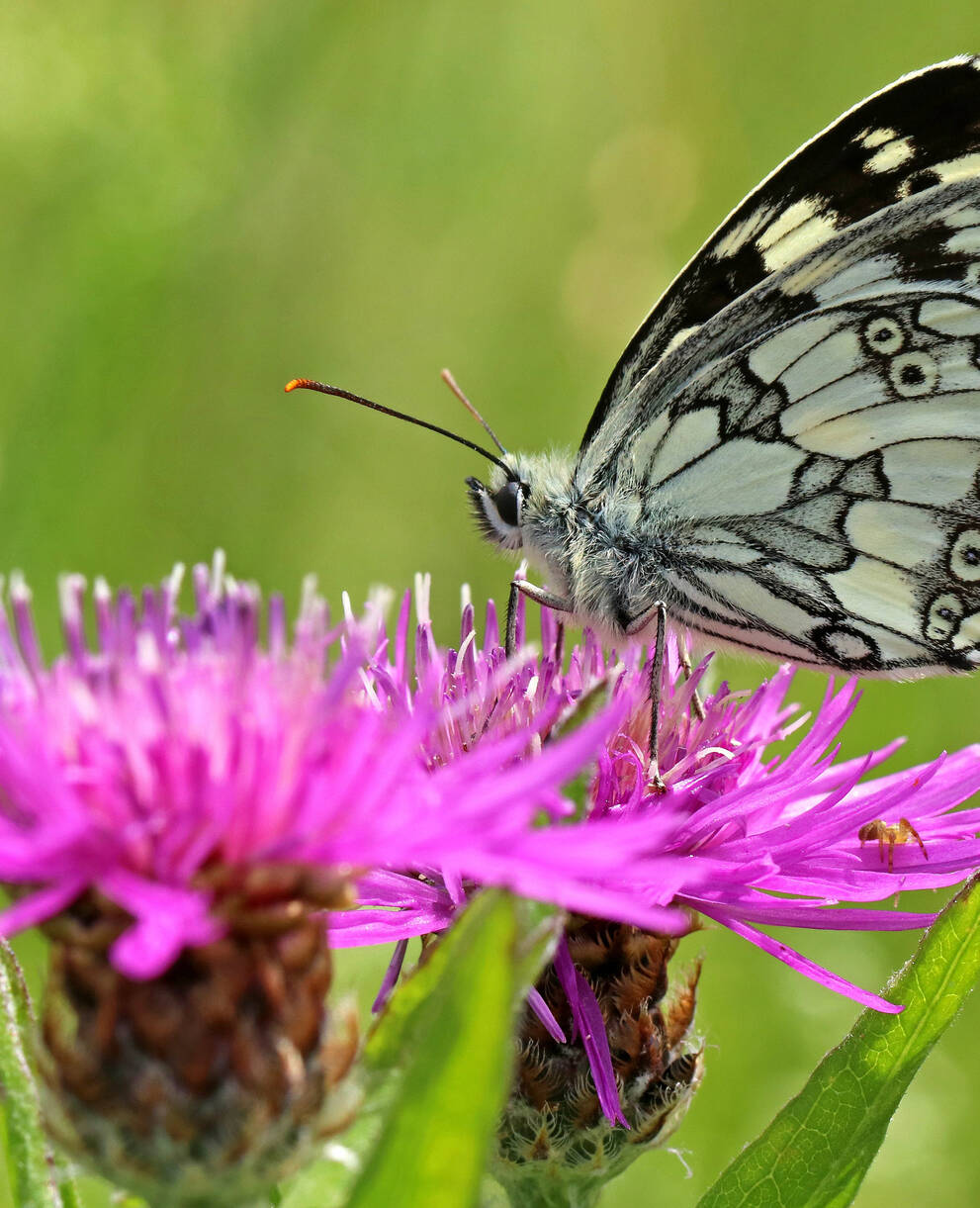 Schachbrettfalter auf einer Flockenblume