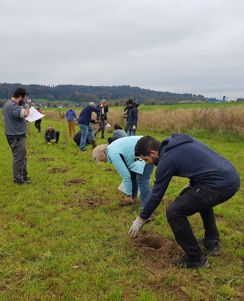 Heckenpflanzung im Gnadental