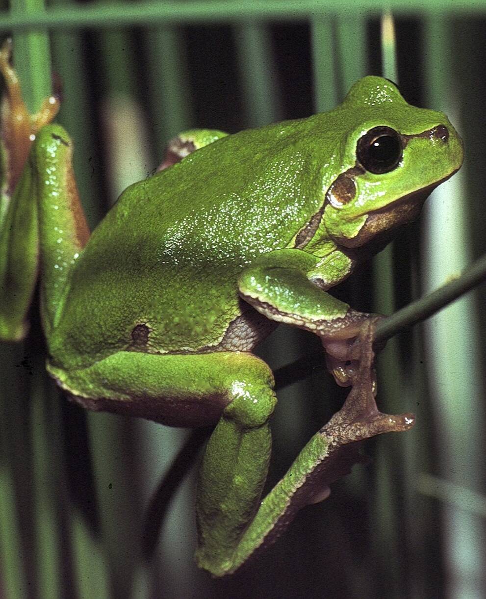 Laubfrosch