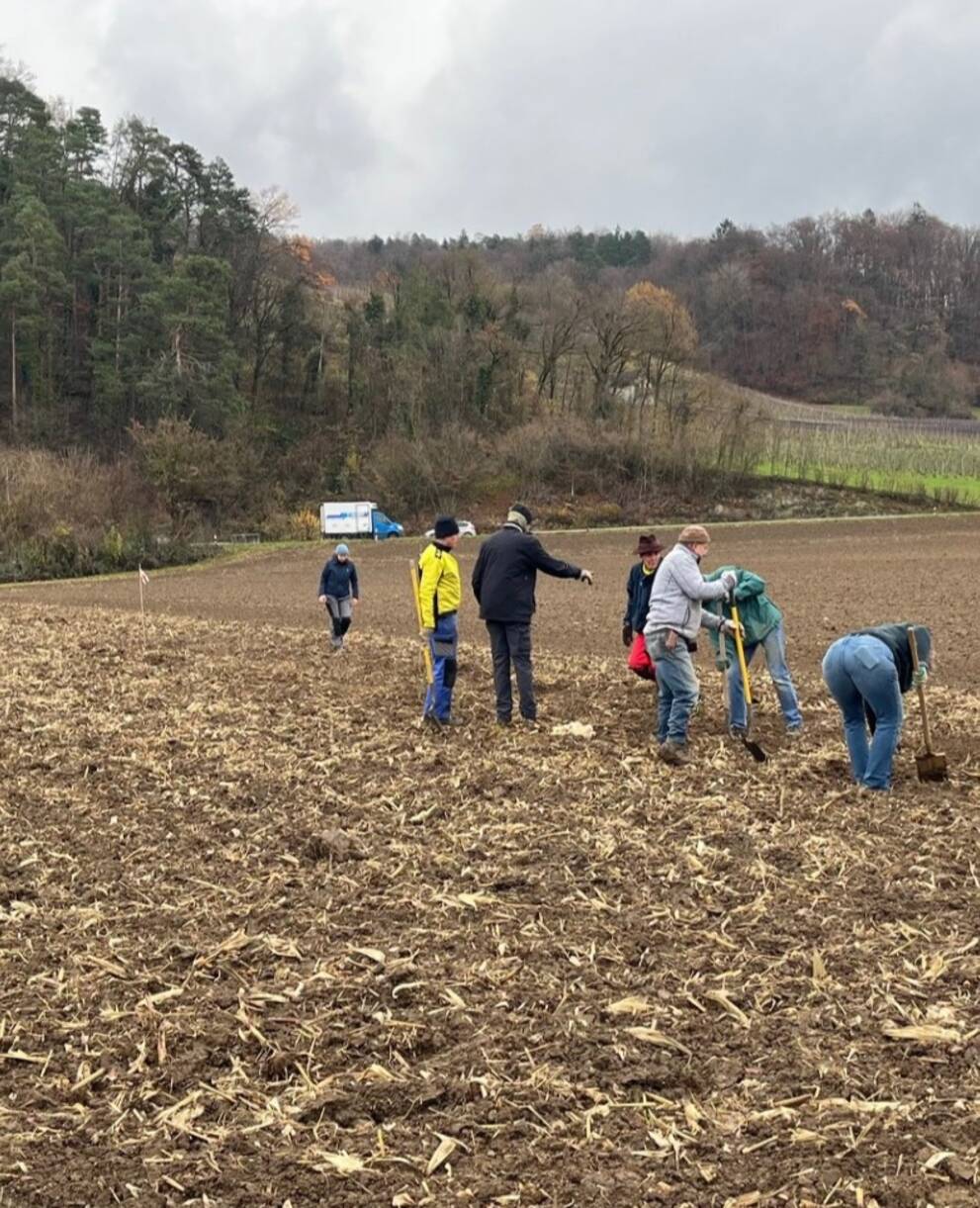 Freiwillige beim Pflanzen der Hecke