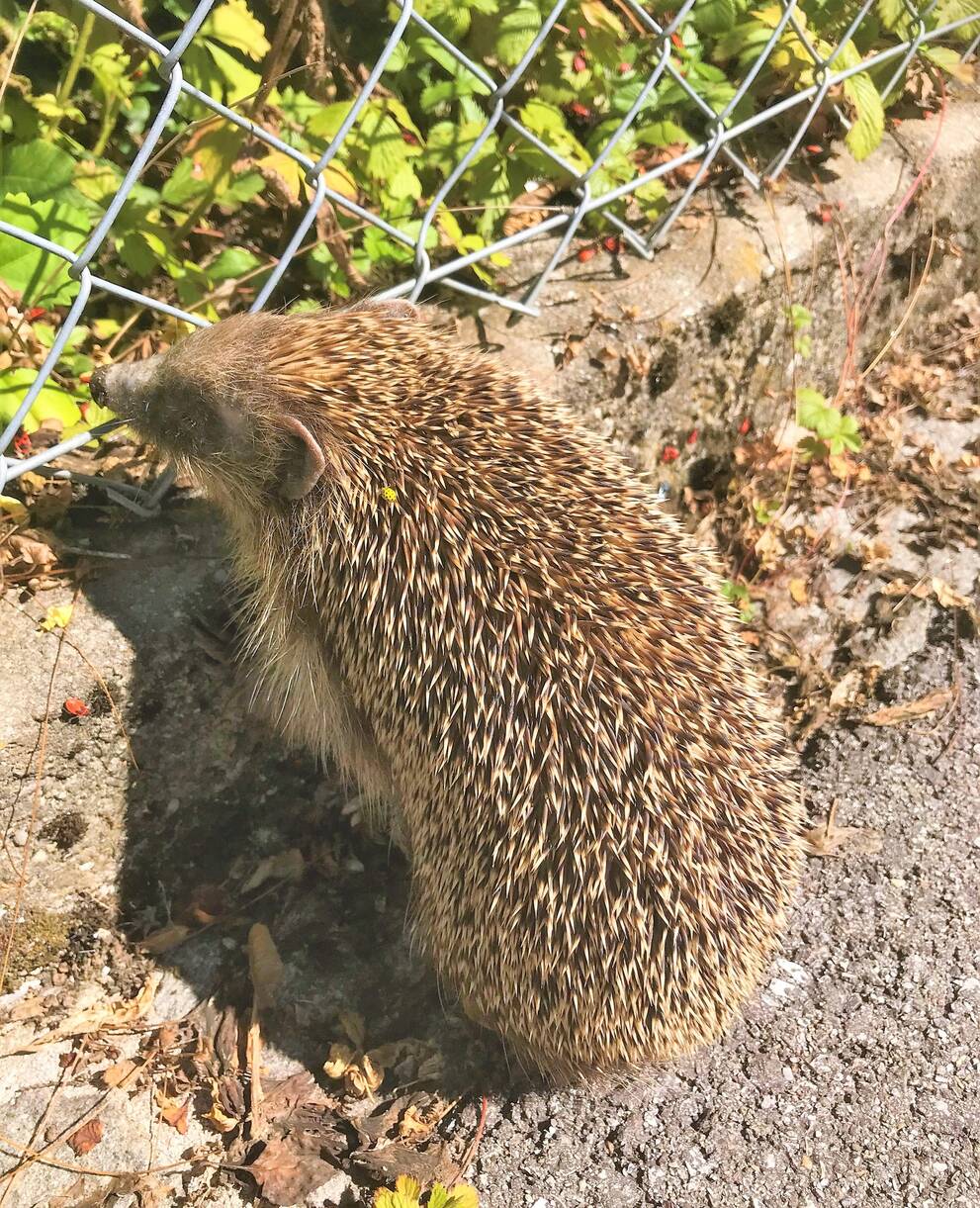 Igel unterwegs