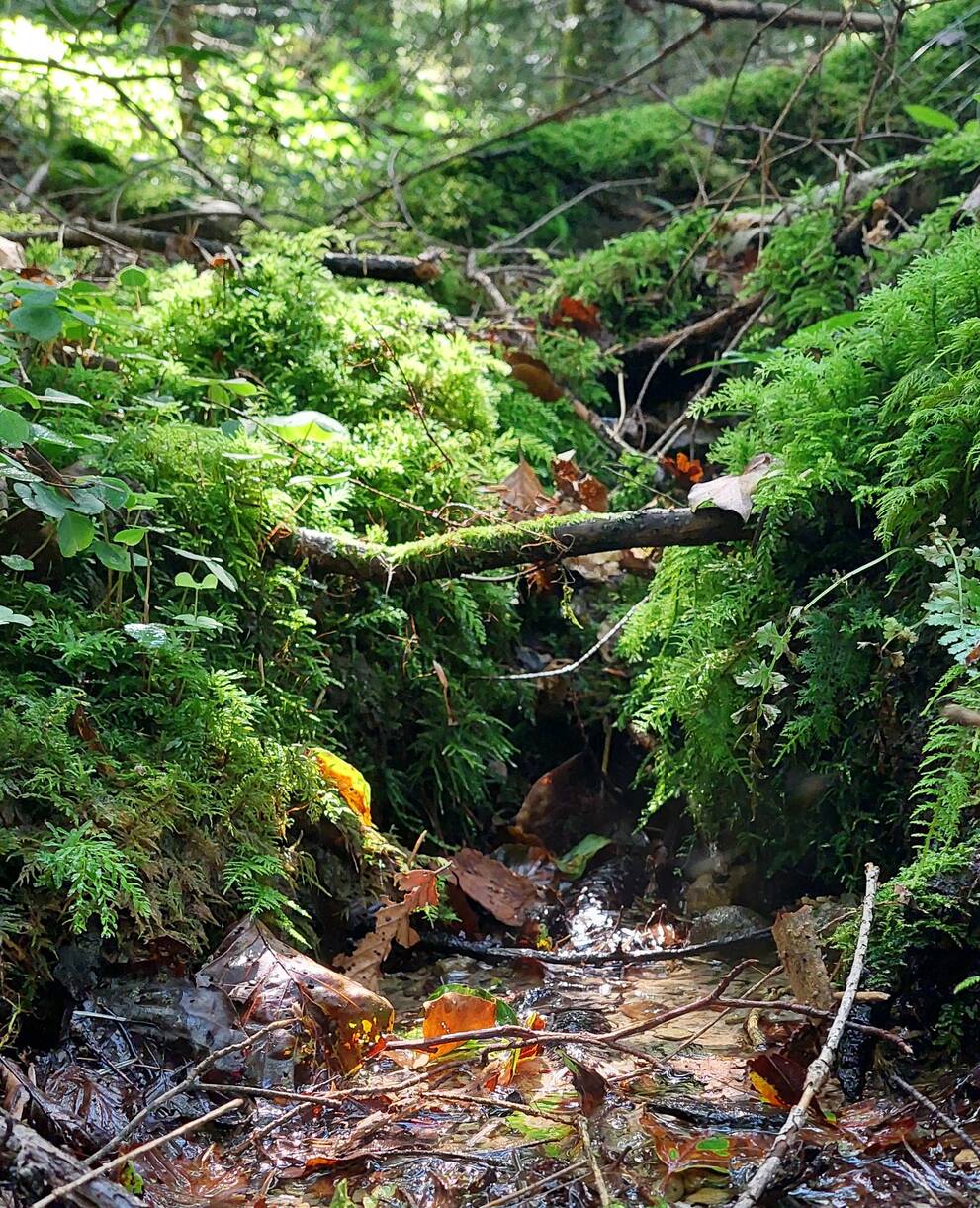 Quellen sind oft unscheinbar