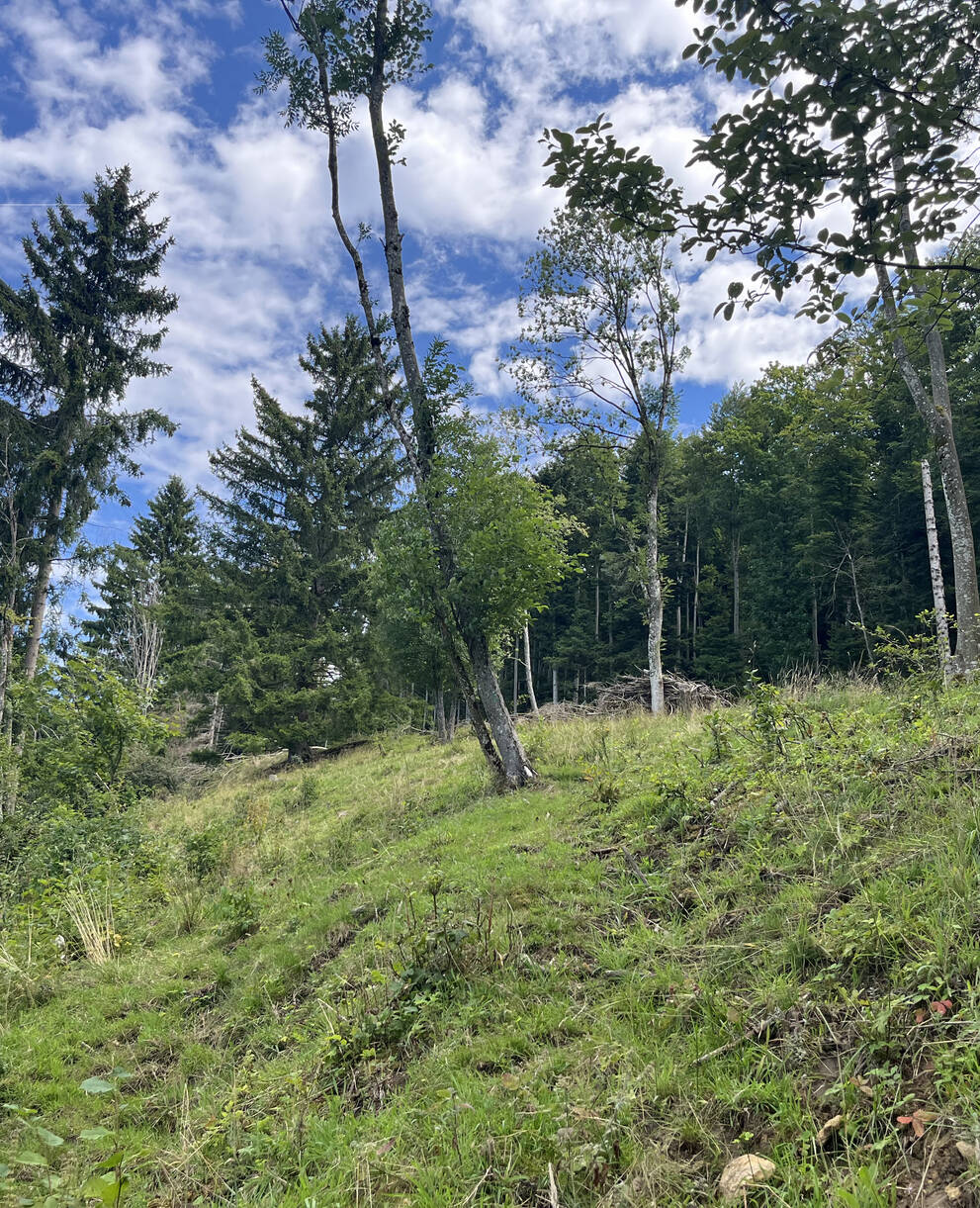 Waldweide Erzenbergrütene