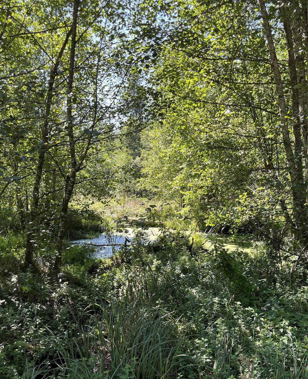 Wiedervernässter Wald