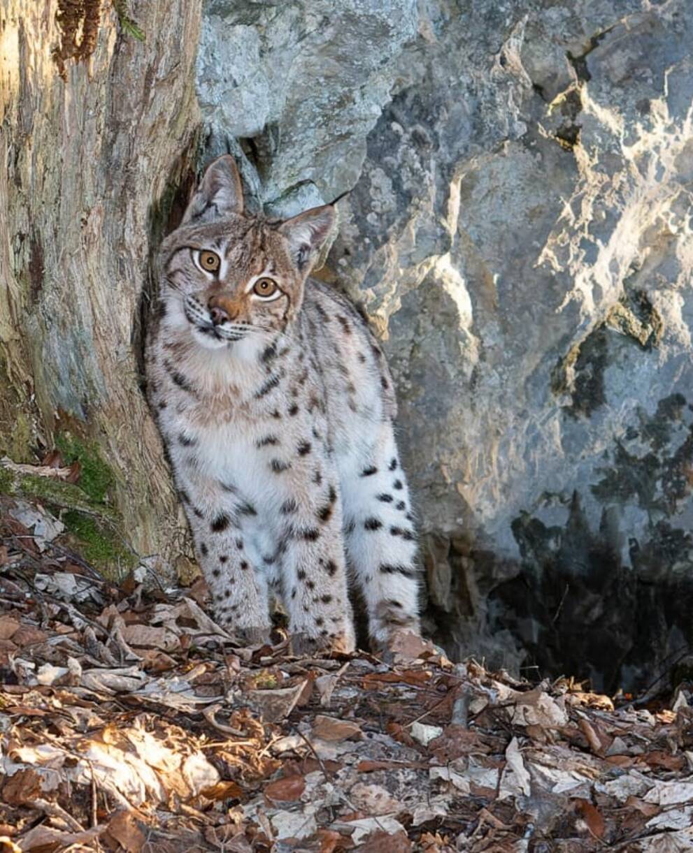 Luchs