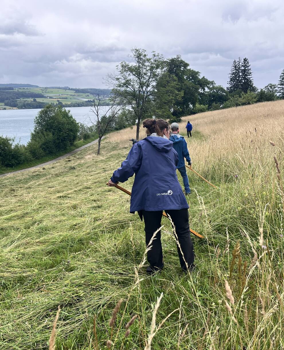 Person mäht eine Wiese am Hallwilersee