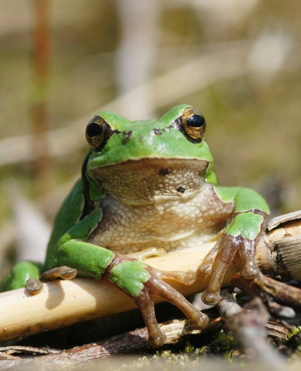 Laubfrosch