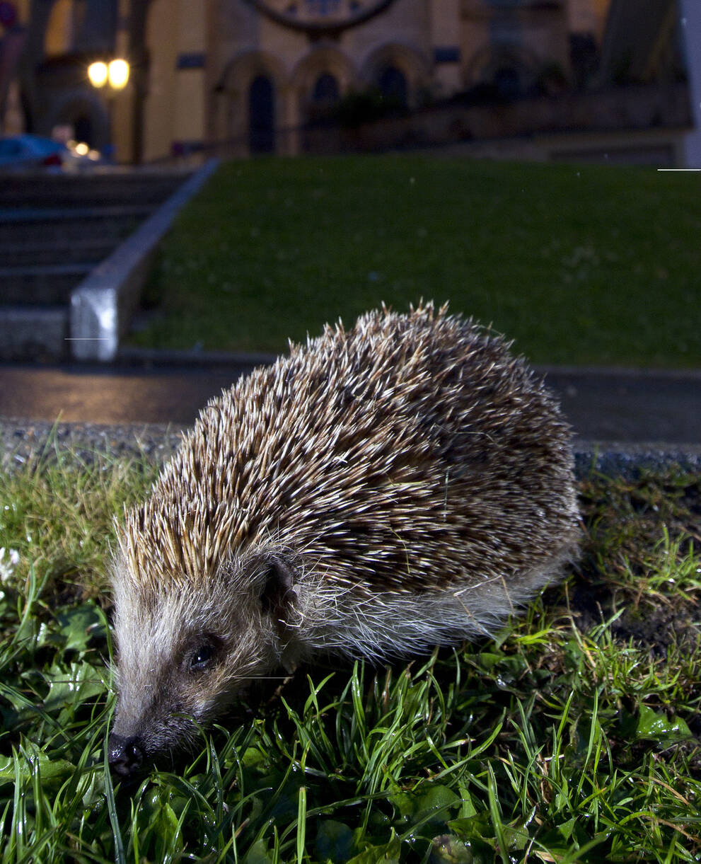 Igel bei Nacht