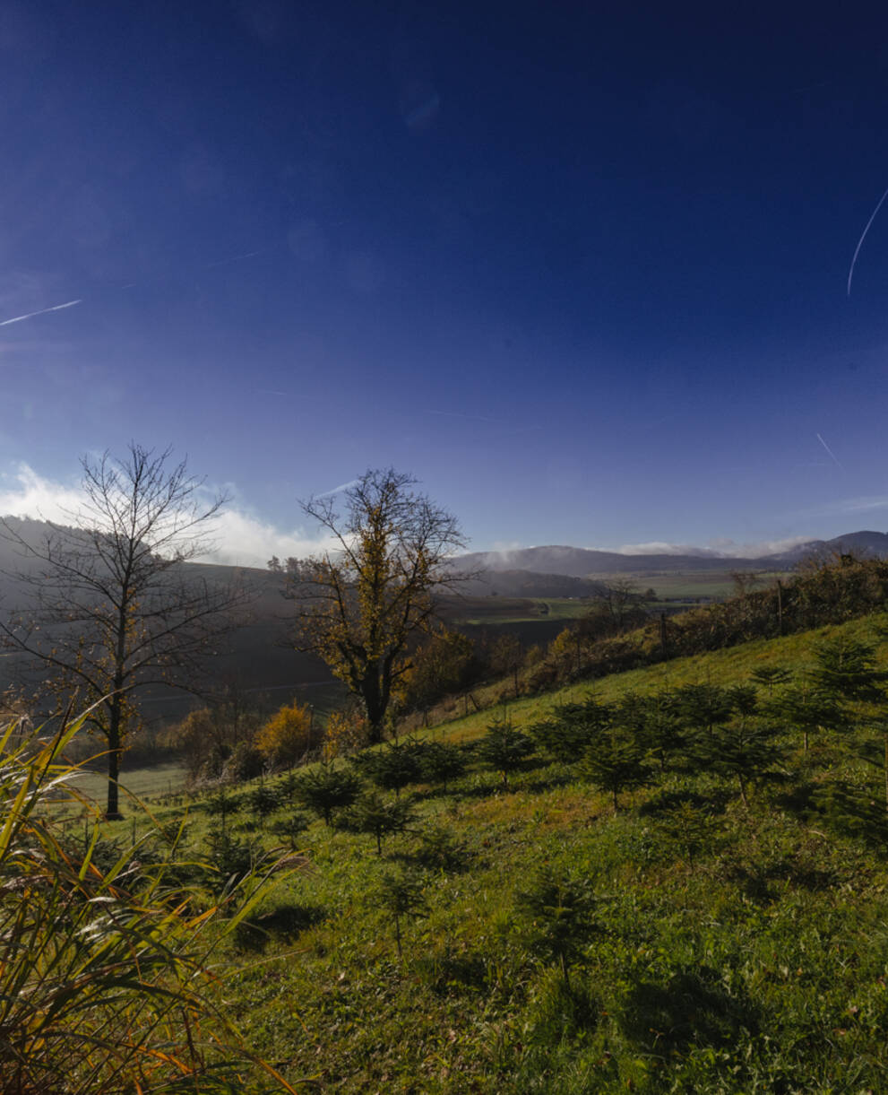 Erfolgreiche Weihersanierung in Böztal