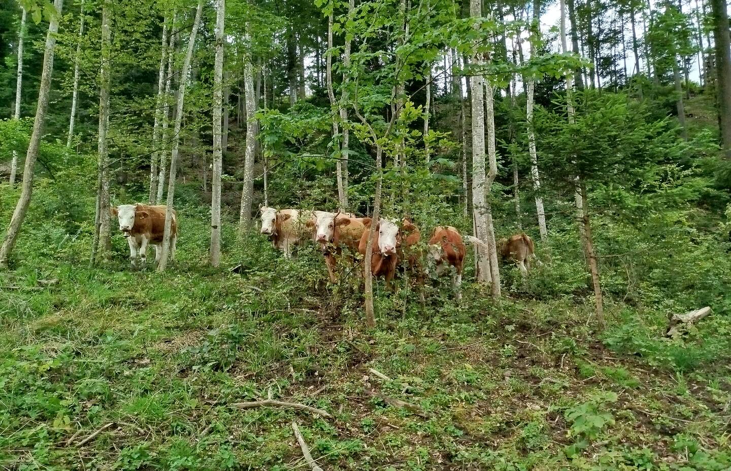 Rinder auf einer Waldweide
