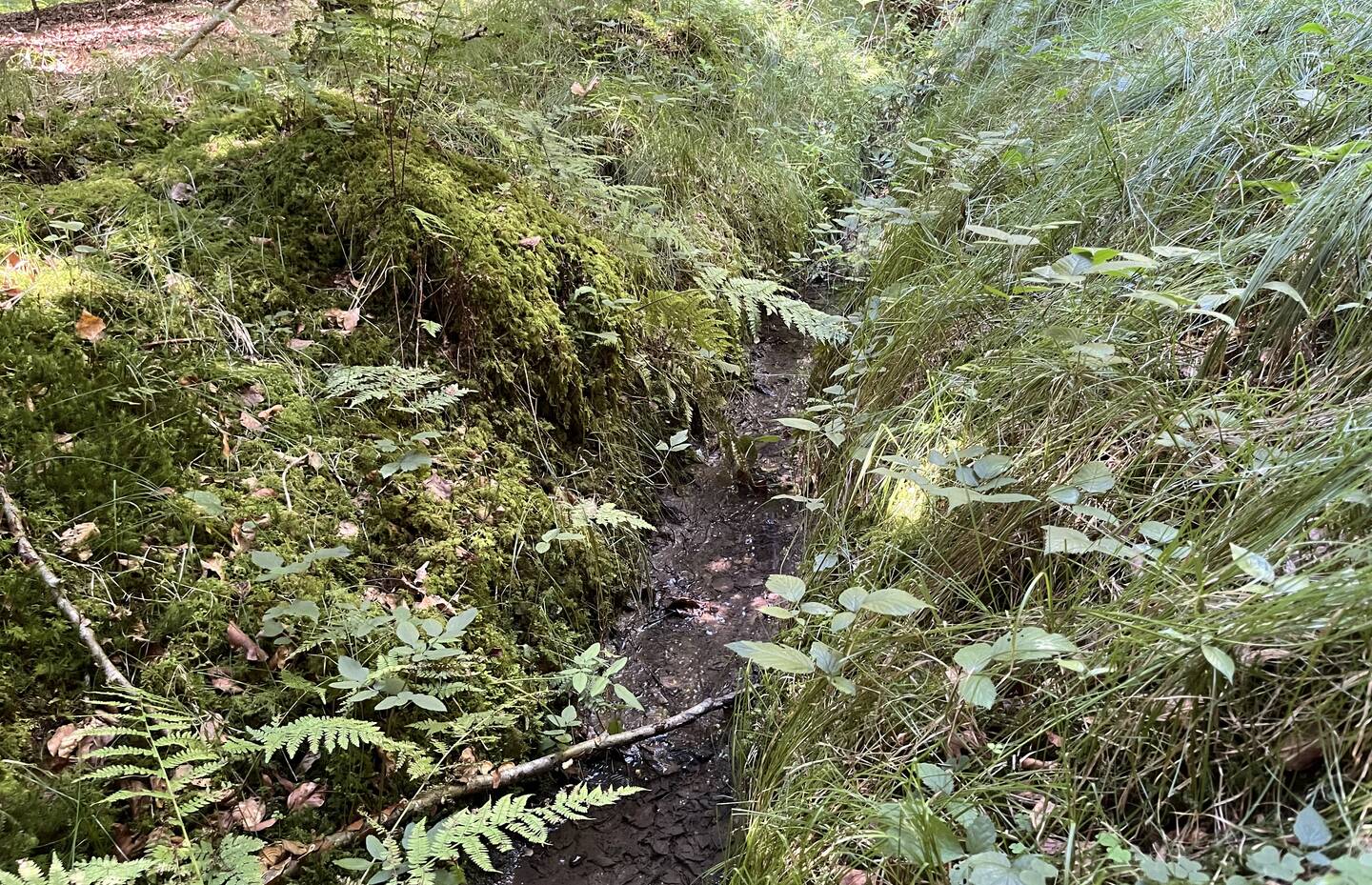 Entwässerungsgraben