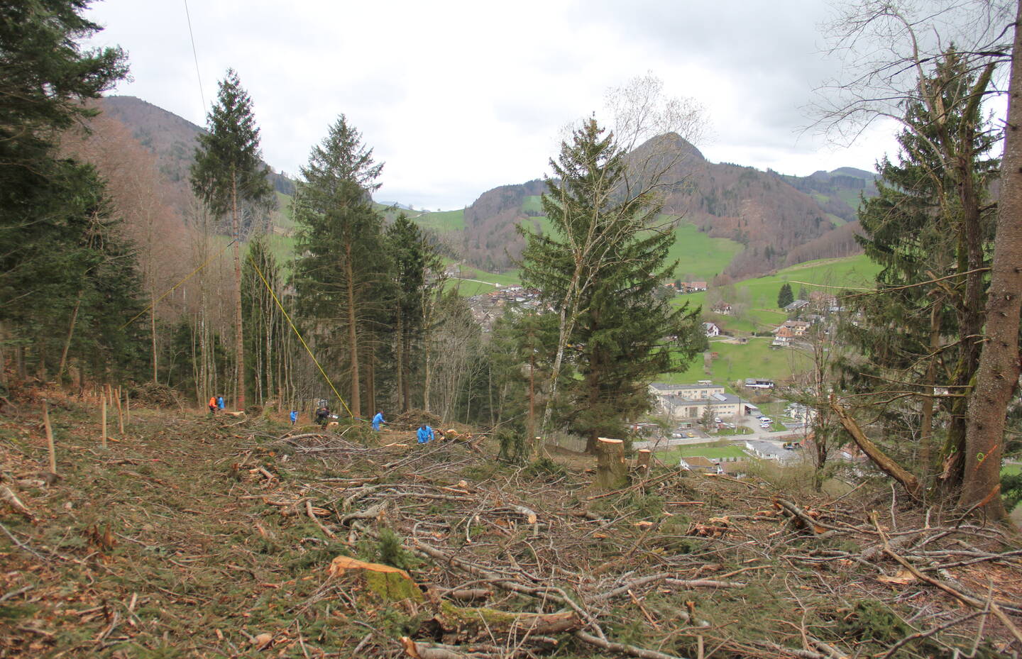 Schlagholz nach Eingriff