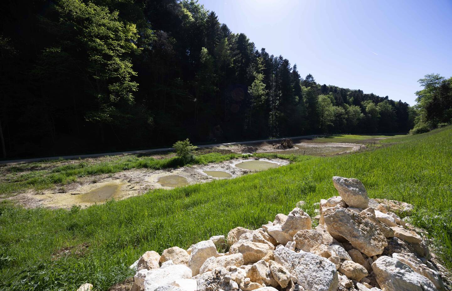 Die neuen Gewässer unterschiedlicher Grösse und Tiefe fördern zahlreiche Amphibienarten 