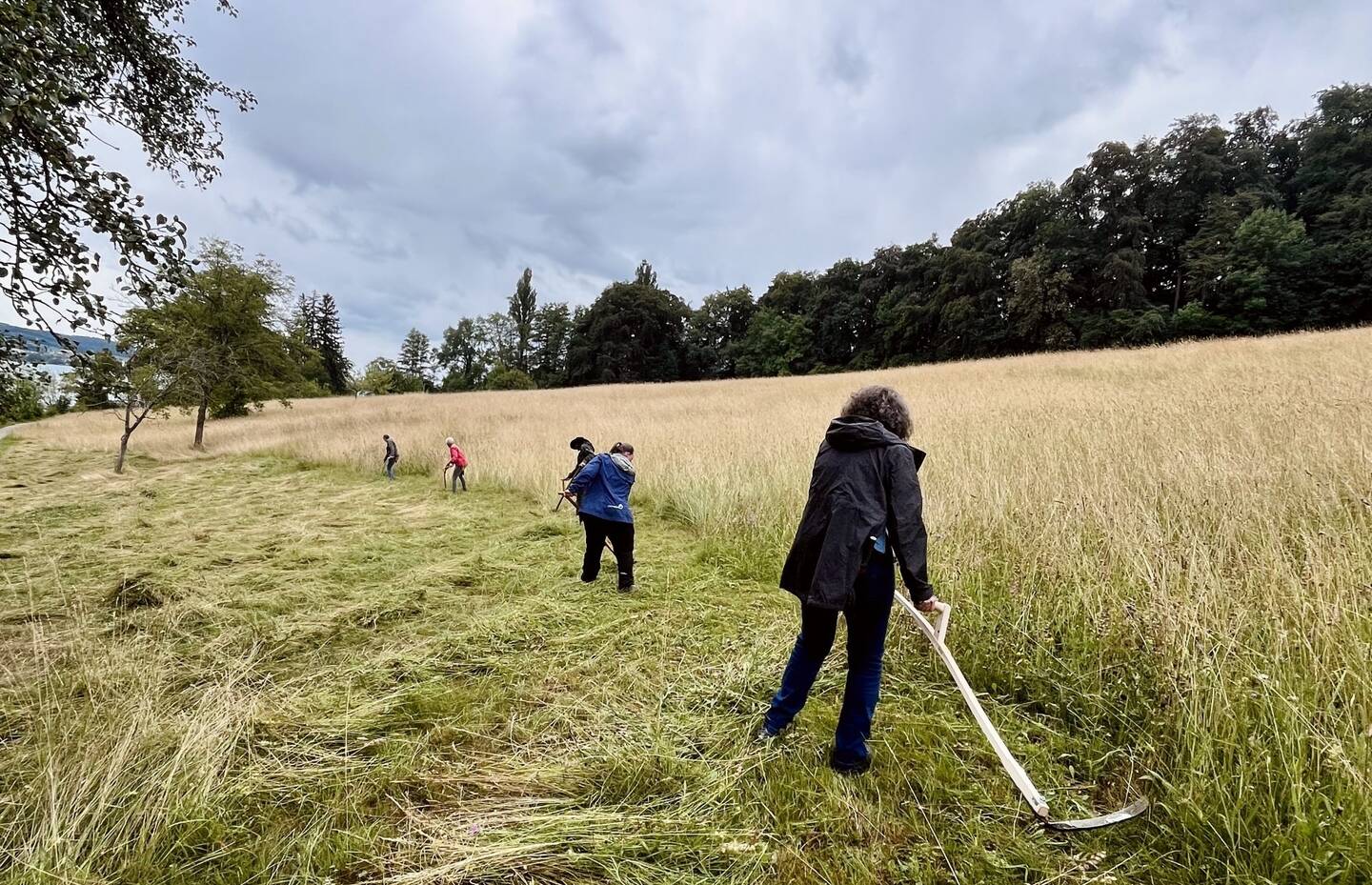 Menschen sensen eine Wiese.