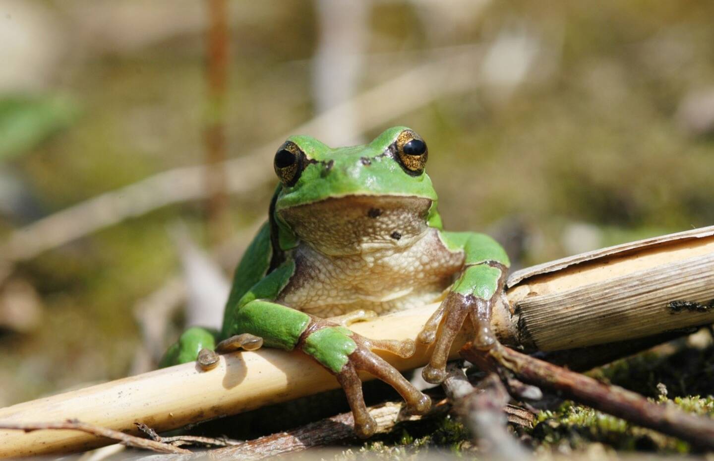 Laubfrosch