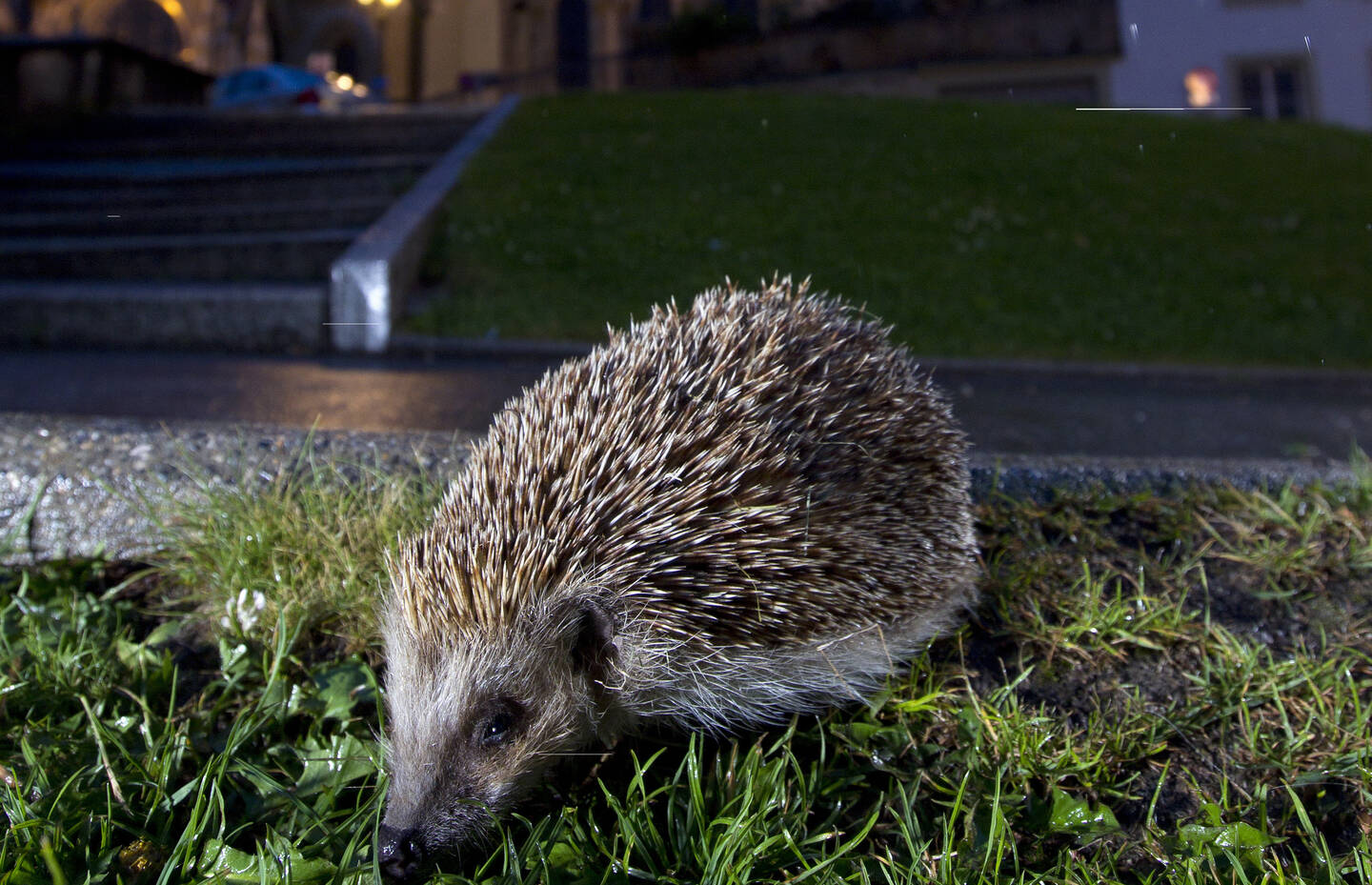 Igel bei Nacht