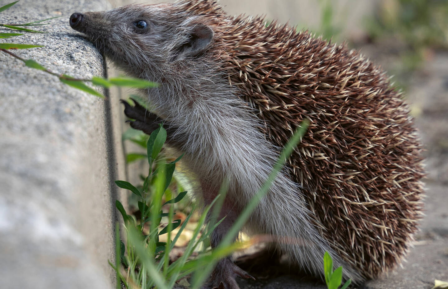 Igel begegnen im Siedlungsraum immer wieder Hindernissen. 