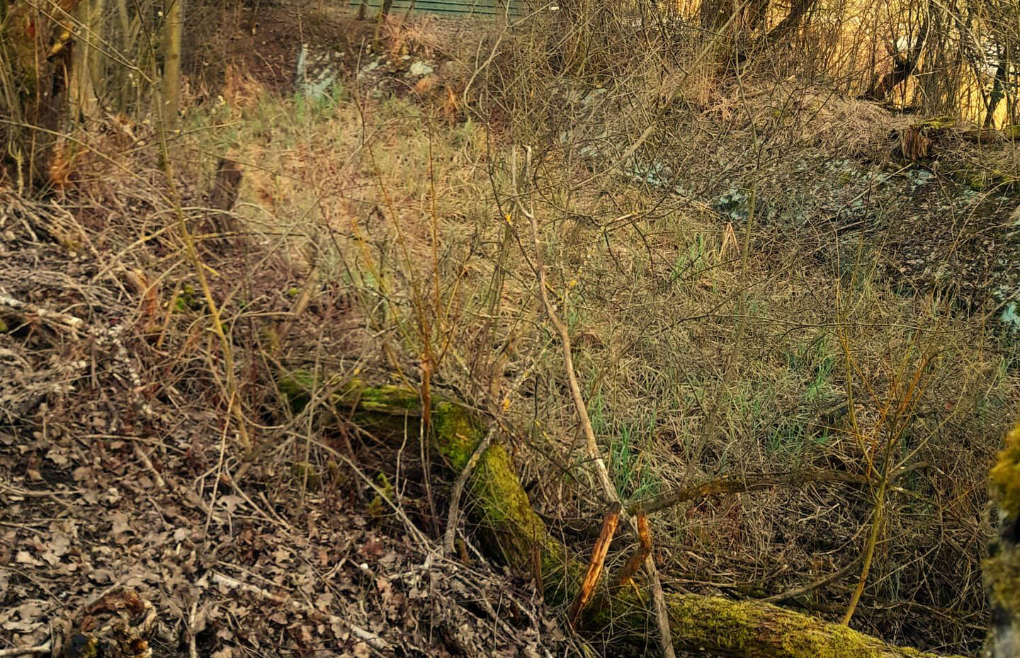 Blick in den Weiher