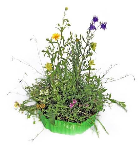 Pro Natura Pflanzenziegel Nätteberg