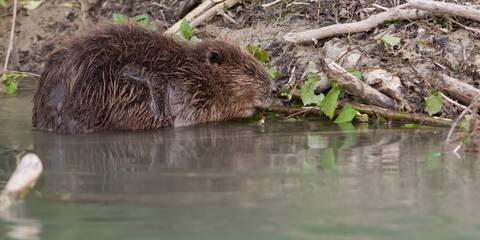 Biber sind die grössten Nagetiere Europas