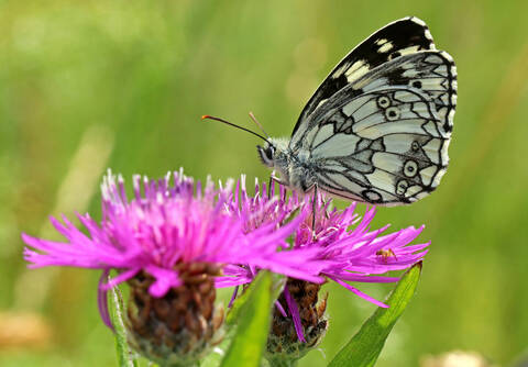 Schachbrettfalter auf einer Flockenblume