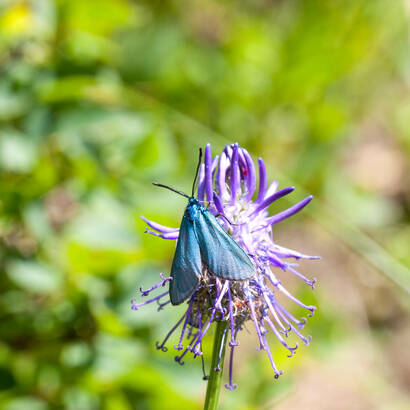 Schmetterling